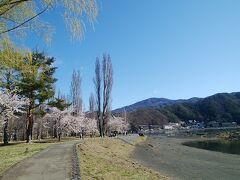 まだ桜が奇麗な河口湖です。