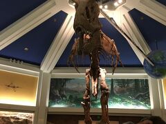 ティラノサウルスの化石も飾ってありました。
恐竜大きいな～とか、家に帰ったら映画みたいな～とか考えていました。


