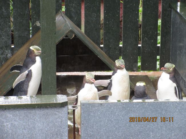 ニュージーランド 南島ダニーデン 世界最小 妖精ペンギン に会えたのに ダニーデン ニュージーランド の旅行記 ブログ By ニコニコさん フォートラベル