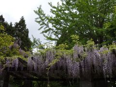 ギリギリ藤の季節(^ω^)

藤棚がお出迎え。