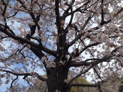 桜に惹かれて寄ってみました。菊名駅の南側です