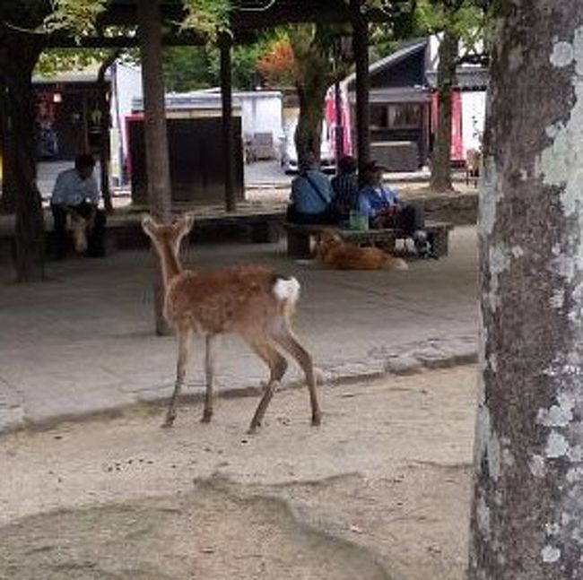 宮島の豆柴カフェに行ってみた 宮島 厳島神社 広島県 の旅行記 ブログ By ペコさん フォートラベル