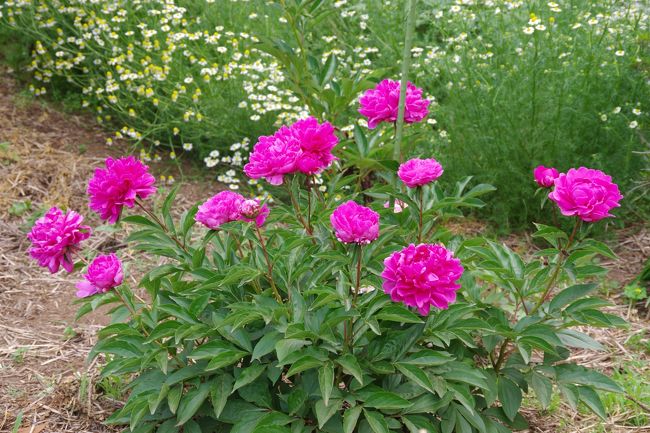 つくば牡丹園 の芍薬と 地図と測量の科学館 つくば 茨城県 の旅行記 ブログ By ミズ旅撮る人さん フォートラベル