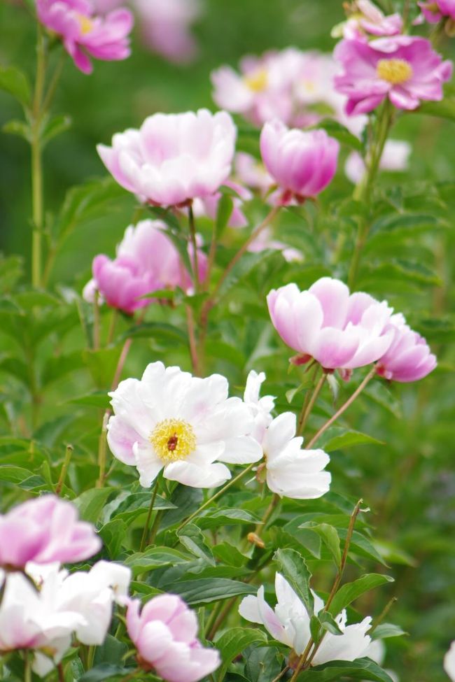 つくば牡丹園 の芍薬と 地図と測量の科学館 つくば 茨城県 の旅行記 ブログ By ミズ旅撮る人さん フォートラベル