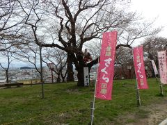 　烏帽子山八幡宮から西側へ行くと桜は咲きそうで咲かない状態でした。木にははなさかじいさんの人形が登っていました。本当に咲かせてくれればありがたいが。