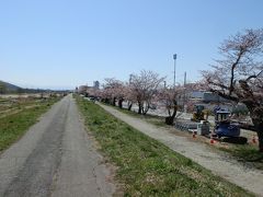 最上川堤防千本桜
