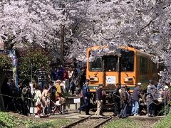 芦野公園駅の桜と津軽鉄道