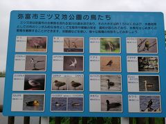 弥富市の「三ツ又池公園」。
水郷地帯なので、鳥が多く見られるようです。
池の周囲は、2160ｍのウォーキングコースになっています。
