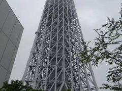 雲の上にも届くほどの、
大きな大きな木と成るでしょう…。