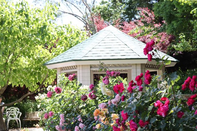 今年のバラ観賞は・・・