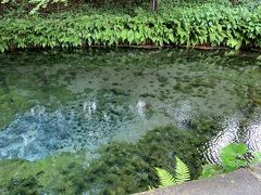 雨が降ったり止んだりでしたが、水がこんなにキレイとは。
池の底から水が湧き出ています。
このブルーはなんの色なのでしょう？