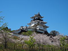 ココでも好きな、お城の天守閣、さくら、青い空の三拍子揃ってるのが見られました