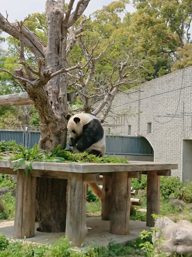 タンタンに会いに 王子動物園へgo 神戸 兵庫県 の旅行記 ブログ By りゅーちゃんさん フォートラベル タンタンに会いに 王子動物園へgo 神戸 兵庫県 の旅行記 ブログ By りゅーちゃんさん フォートラベル
