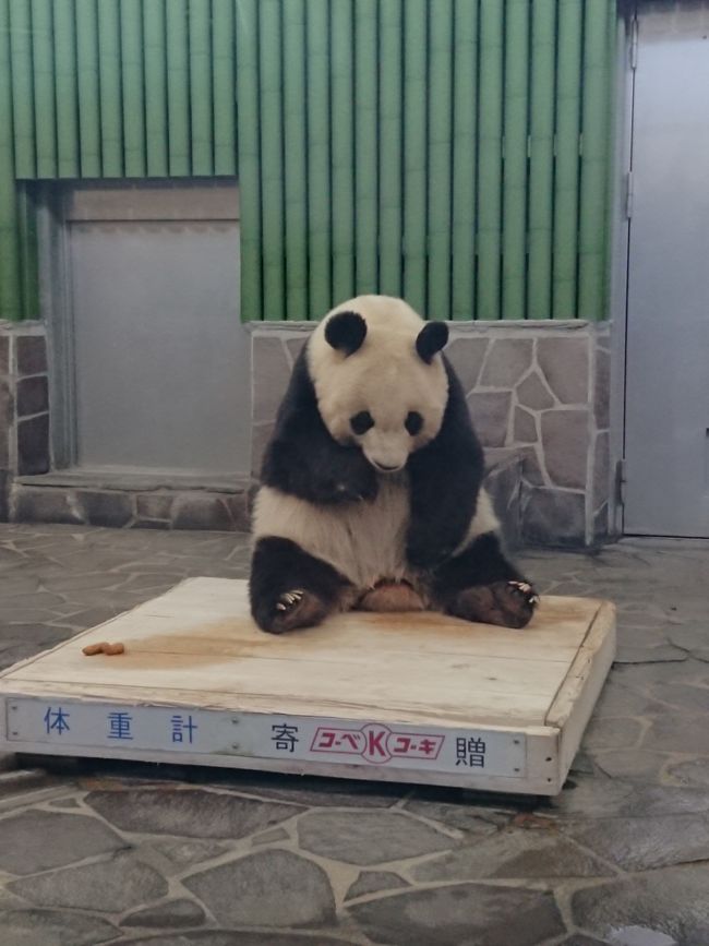 タンタンに会いに 王子動物園へｇｏ 神戸 兵庫県 の旅行記 ブログ By りゅーちゃんさん フォートラベル
