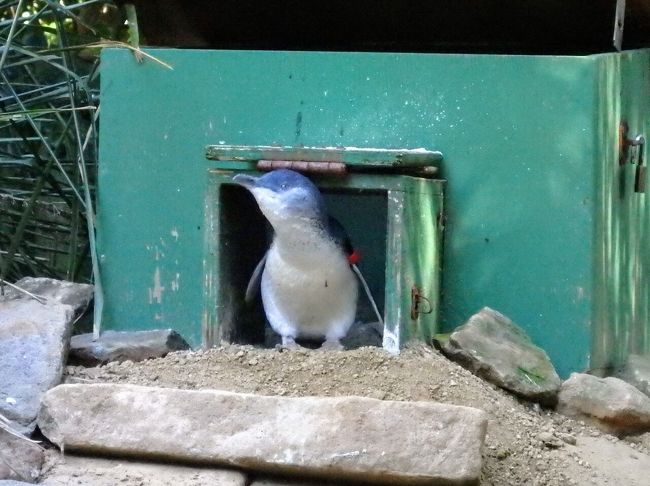ニュージーランドとオーストラリアどうぶつハシゴ旅 コアラパークとタロンガ動物園とオージービーフの巻 シドニー オーストラリア の旅行記 ブログ By Takkeyurianさん フォートラベル