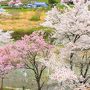 令和元年 満開の桜