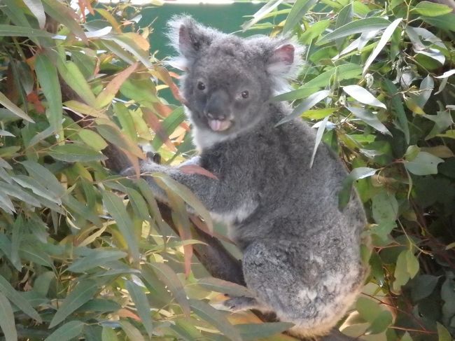 ニュージーランドとオーストラリアどうぶつハシゴ旅 コアラパークとタロンガ動物園とオージービーフの巻 シドニー オーストラリア の旅行記 ブログ By Takkeyurianさん フォートラベル