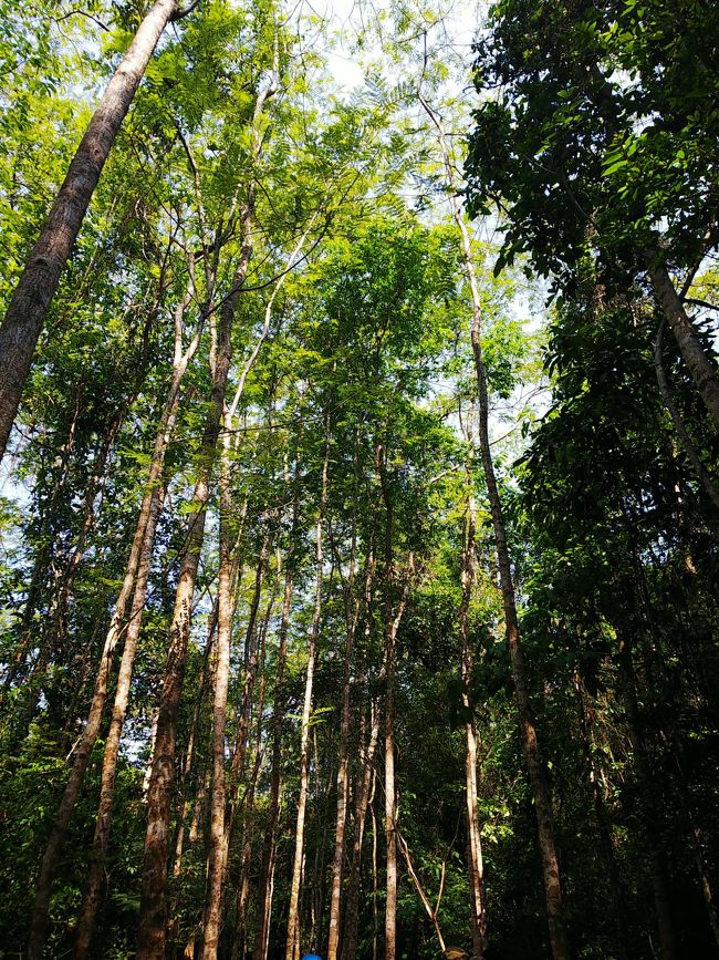 ピックアップの前にチェックアウトし、荷物はホテルに預かってもらいました。<br />シェムリアップの街中からバスで小一時間、水の遺跡「クバール スピアン」に到着！(^o^)<br />とはいえ、遺跡は山の中。ここから、トレッキングもどきの山歩きになります。<br />