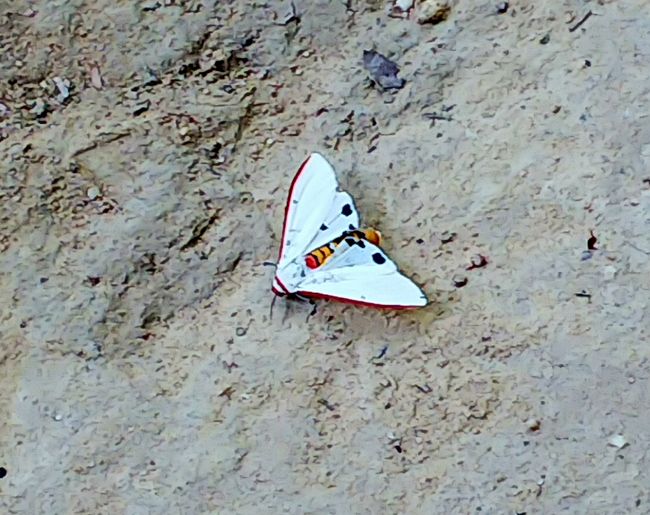 山の中では、きれいな蝶がいっぱいいましたが、飛び回っているで、上手く写真に写せません。<br />これは蛾の仲間かな？じっと動かないでいてくれたので、一枚だけ写すことができました♪