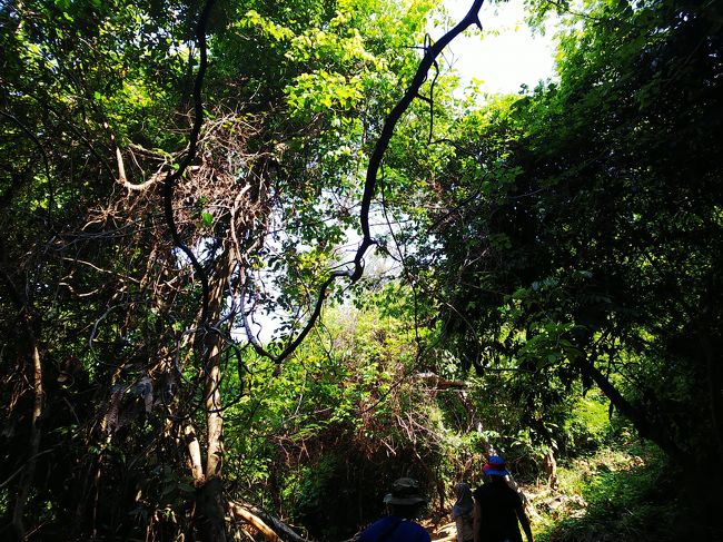 山道は勾配がきつくなり、木の根も張り出し　周りは鬱蒼としたジャングル状態。多分上から…ドローン視点で見たら、ジャングルの真っ只中！って感じだと思います。<br />15分位経ったあたりから、かなり歩くのが大変になってきました (^_^;)<br />そういえば、ガイドブックに「山ガール一押し」と載っていたような…(^o^;)　コメントの意味が、リアルに身にしみました（笑）