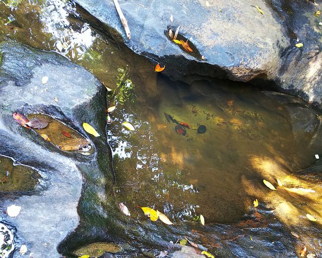 こんな、水たまりのような場所にも小魚が泳いでいました！