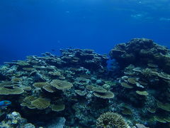 ウミガメには会えなかったけど、きれいな海を見せてもらいました。
荷物に生モノがあったのですが、快く氷とクーラーボックスを用意してくださいました。ありがとうございます！
ただ写真をいただくのにかなり待ったのと、写真に私たちがひとつも映ってなかったのでうーん・・・