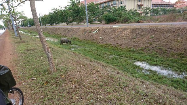 けど、チケットセンター近くまで来たらまったく降っていませんでした。遺跡見学に戻ることもできず、結局ホテルに戻りました。結果、遺跡巡りはこれで終わってしまいました。