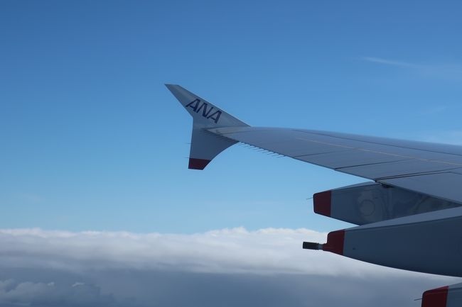 エアバス特有の上下に付いたウィングレット。<br />デカいゆえにANAのロゴもしっかり入ってる。