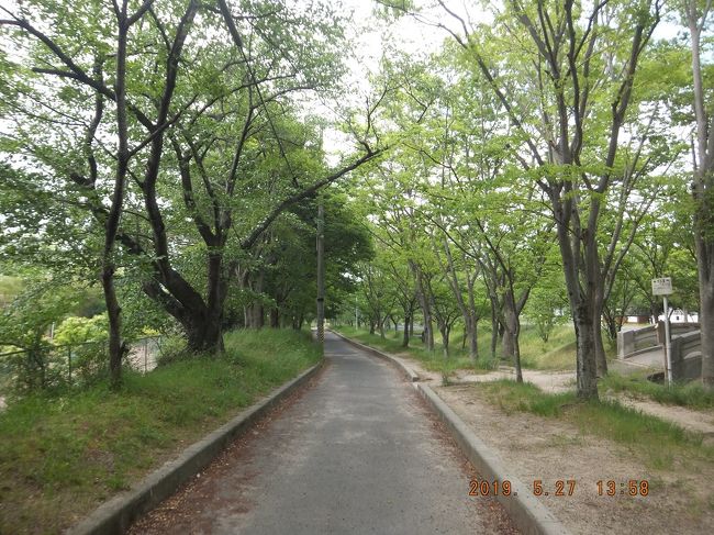 園地から星田に降りて妙見川に沿った桜道