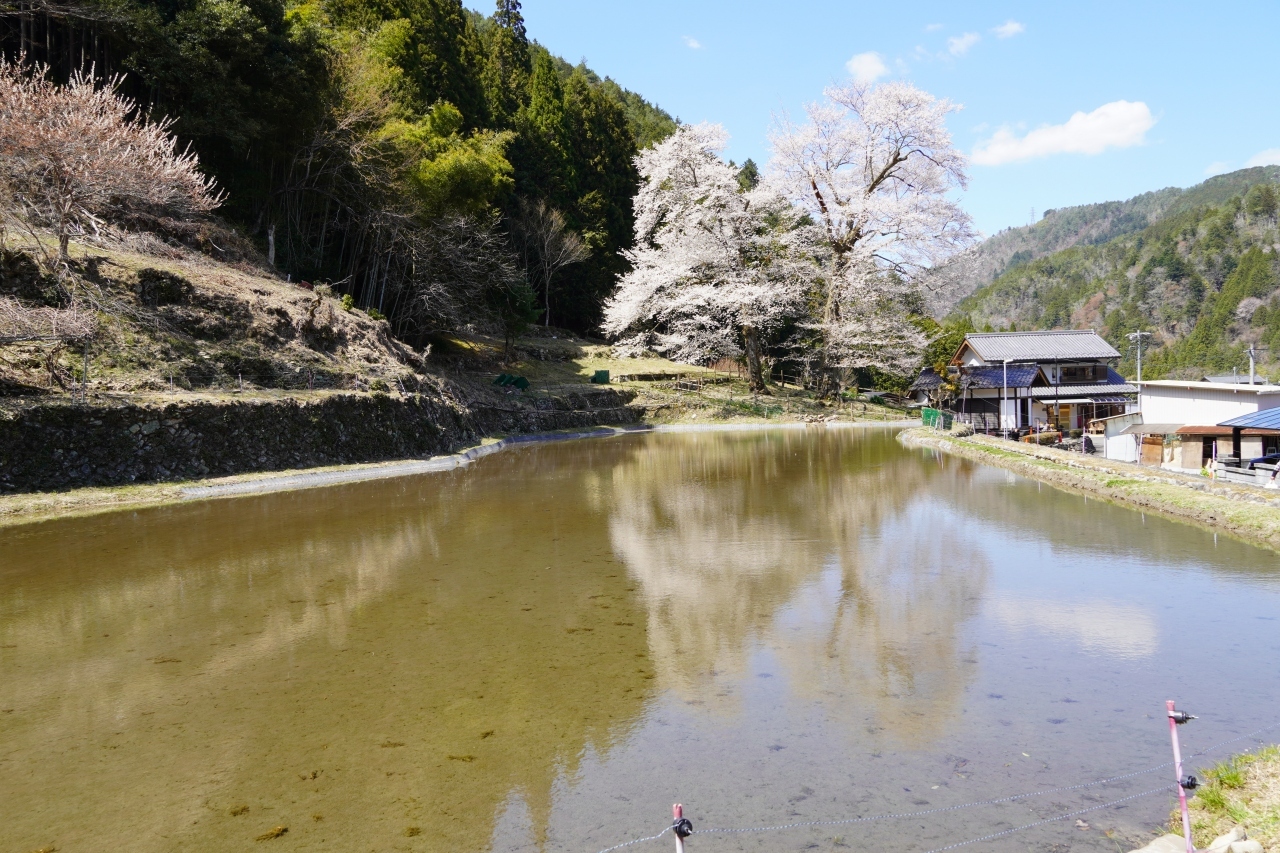 道の駅かれんから、金山に出て、Ｒ41号線を北上30分位
　下呂市の和佐地区

　水面に映えて美しい2本の姉妹桜苗代桜に到着
到着時は、風が吹いて、水面には奇麗に映りませんでした。