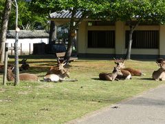 そっかー奈良公園といえば鹿だね。
でも、ちらっとこっちを見て餌くれないならまだ眠いしあんたに用はないよって顔をしている。
私もまだ食べていないんだよ。