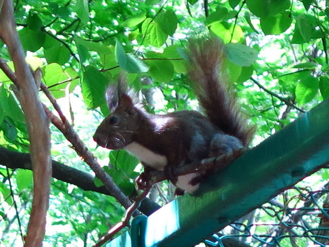街リス 街の中にリスがいる 恐るべしサッポロ 札幌 北海道 の旅行記 ブログ By 琉球熱さん フォートラベル 街リス 街の中にリスがいる 恐るべしサッポロ 札幌 北海道 の旅行記 ブログ By 琉球熱さん フォートラベル