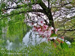 訪れたのは 桜が終わりかけの頃
お城の真ん前のホテルなので 徒歩でお城までいけます