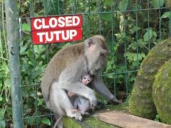 ママにべったりの赤ちゃんザル。