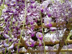 有名な砂ずりの藤です。とても綺麗な藤色です。