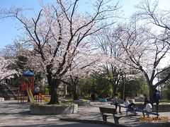私の家の近くの「山内公園」のソメイヨシノです。