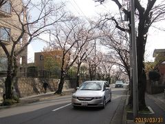 たまプラーザの隣のあざみ野に「桜通り」があり、3月31日に見に行きました。