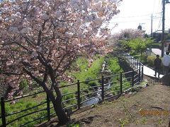川崎市麻生区の平瀬川沿いに市民や団体が植えた遅咲きの各種八重桜を4月16日見に行きました。