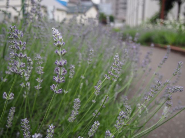 こちらにも道にきれいなラベンダー
