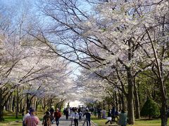 お目当ては桜です～。

エゾ桜は散っていたけど、ソメイヨシノは良い感じ。