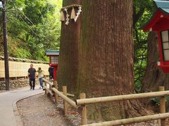 参道の杉並木はいつみても見事。