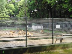 鹿島神宮鹿園