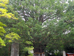 御神木のナギの木。

推定樹齢1000年。平安末期に熊野三山造営奉行を務めた平重盛（清盛の嫡男）の手植えと伝えられているそうです。