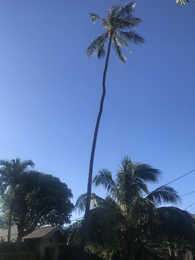 よく倒れずに踏ん張っていらっしゃる！