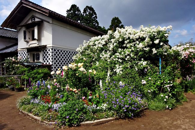 二宮家バラ園 日本庭園一般公開19 新発田 胎内 新潟県 の旅行記 ブログ By Wiz さん フォートラベル 二宮家バラ園 日本庭園一般公開19 新発田 胎内 新潟県 の旅行記 ブログ By Wiz さん フォートラベル