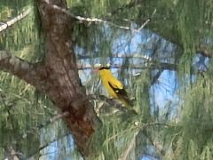 周りの林には野鳥が次から次へと舞い降りる
この黄色の鳥、鳴き声も美しい、何ていう鳥か？