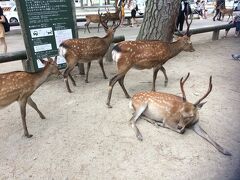 奈良公園へ。中学の修学旅行以来かなあ。