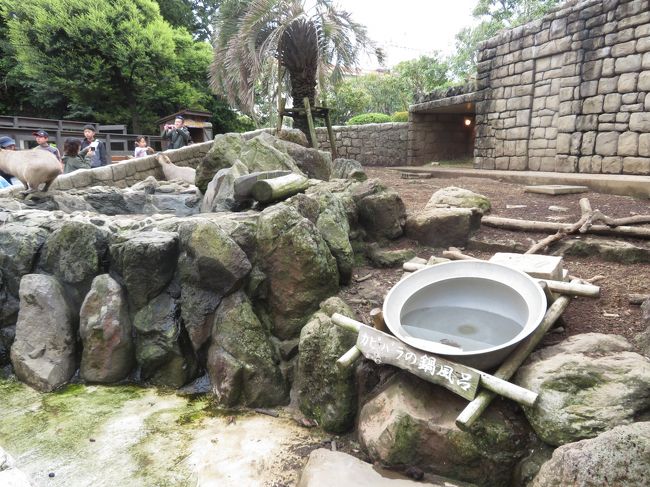 令和最初のレッサーパンダ動物園gwの伊豆めぐり ２ 伊豆シャボテン動物公園 前 レッサーパンダ愛が足らなかった私だけど２番目当ては大ラッキー 伊豆高原 静岡県 の旅行記 ブログ By まみさん フォートラベル