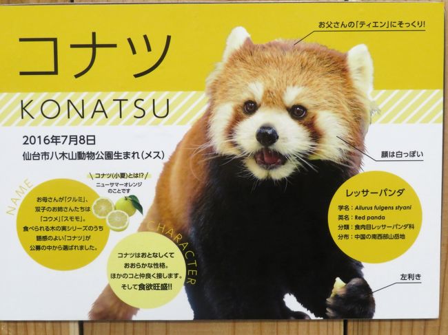 令和最初のレッサーパンダ動物園gwの伊豆めぐり 2 伊豆シャボテン動物公園 前 レッサーパンダ愛が足らなかった私だけど2番目当ては大ラッキー 伊豆高原 静岡県 の旅行記 ブログ By まみさん フォートラベル 令和最初のレッサーパンダ動物園gwの伊豆めぐり 2 伊豆シャボテン動物公園 前 レッサーパンダ愛が足らなかった私だけど2番目当ては大ラッキー 伊豆高原 静岡県 の旅行記 ブログ By まみさん フォートラベル