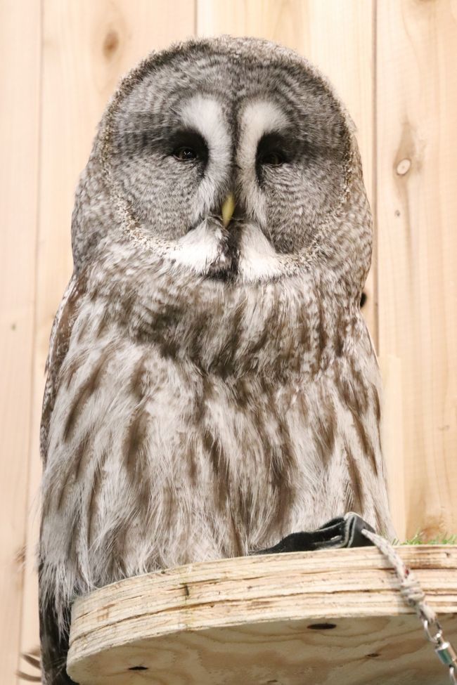 令和最初のレッサーパンダ動物園gwの伊豆めぐり 2 伊豆シャボテン動物公園 前 レッサーパンダ愛が足らなかった私だけど2番目当ては大ラッキー 伊豆高原 静岡県 の旅行記 ブログ By まみさん フォートラベル 令和最初のレッサーパンダ動物園gwの伊豆めぐり 2 伊豆シャボテン動物公園 前 レッサーパンダ愛が足らなかった私だけど2番目当ては大ラッキー 伊豆高原 静岡県 の旅行記 ブログ By まみさん フォートラベル